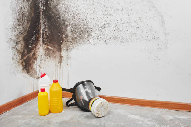 Best Crawl Space Mold Removal  in Marion, TX