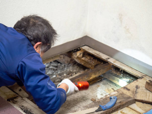 Best Mold Remediation  in Marion, TX