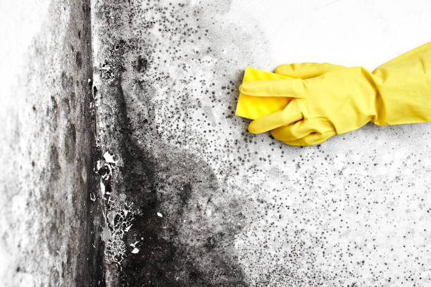 Best Emergency Mold Removal  in Marion, TX