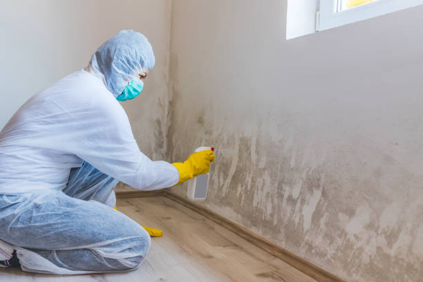 Best Commercial Mold Removal  in Marion, TX