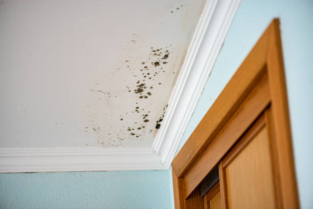 Best Local Mold Removal Service  in Marion, TX