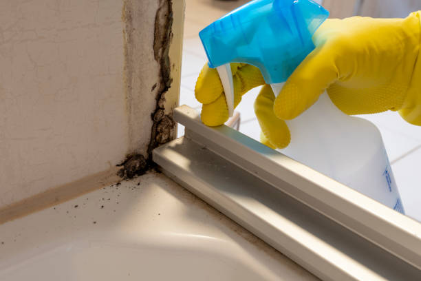 Best Mold Remediation  in Marion, TX