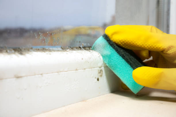 Best Attic Mold Removal  in Marion, TX