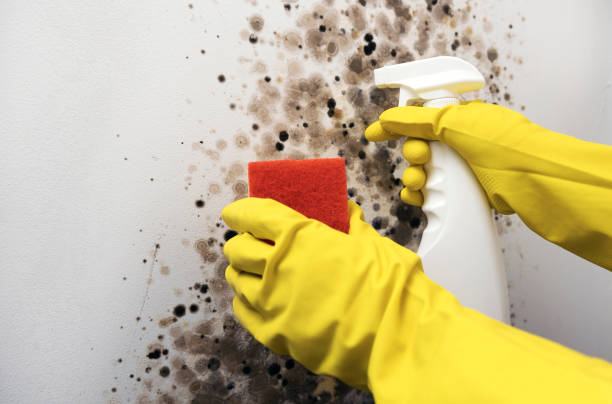 Mold Testing and Removal in Marion, TX