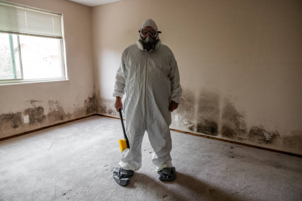 Certified Mold Removal