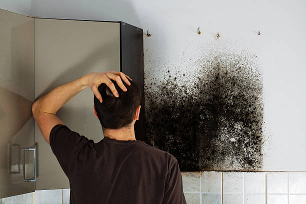 Best Fast Mold Removal  in Marion, TX