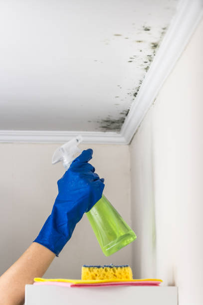 Best Residential Mold Removal  in Marion, TX